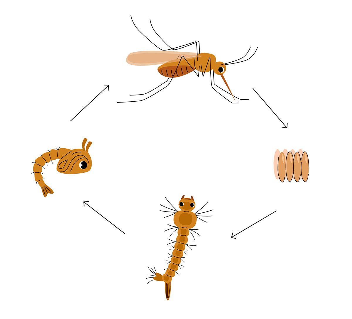 Muscle Shoals, AL - Understanding the Lifecycle of Mosquitoes - Pest Control