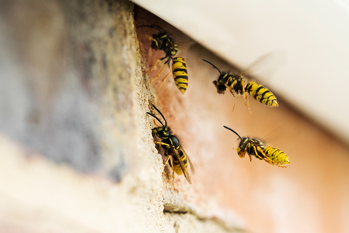 Sheffield, AL - Tailored Pest Control Solutions for Various Types of Homes