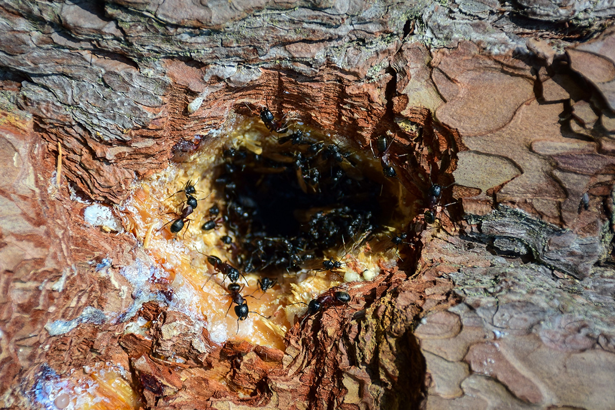 Tuscumbia, AL - How to Spot Ants in Your Yard - Ant Control - Pest Control News