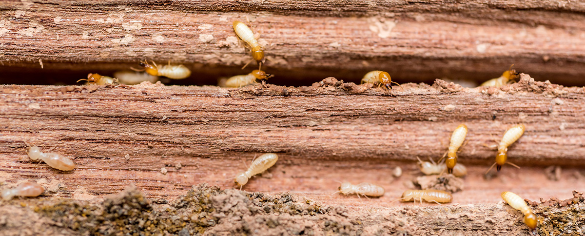 Tuscumbia, AL - Identifying Different Types of Termites - Pest Control News