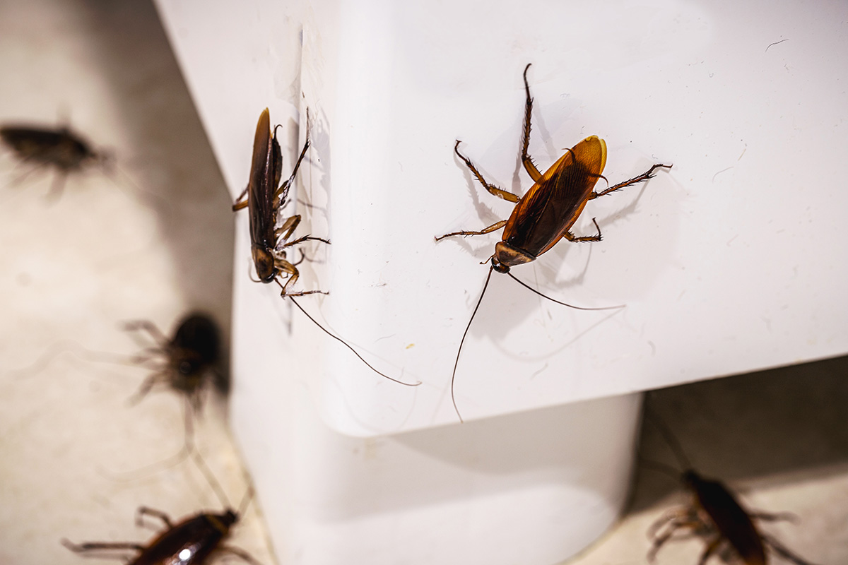 Tuscumbia, AL - The Impact of Cockroach Infestation on Home Value and Resale