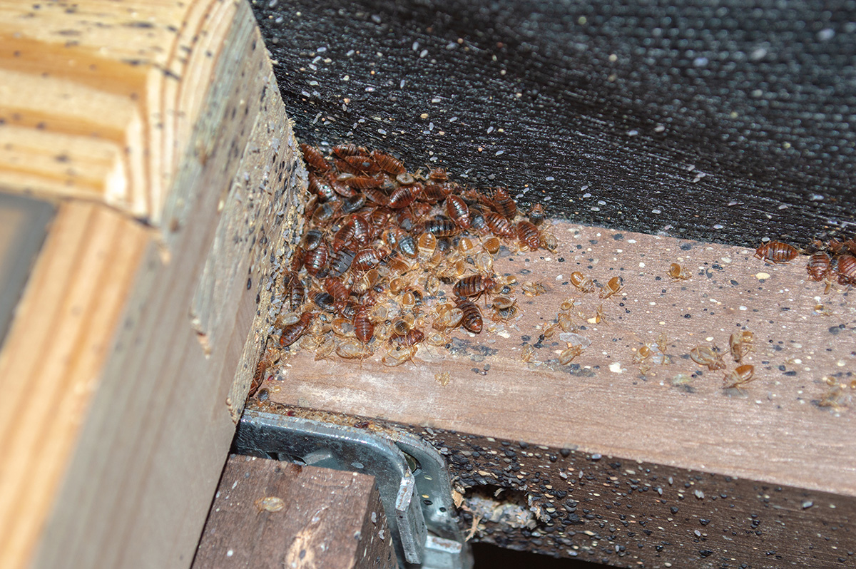 Florence, AL - Understanding the Life Cycle of Bed Bugs - Pest Control News