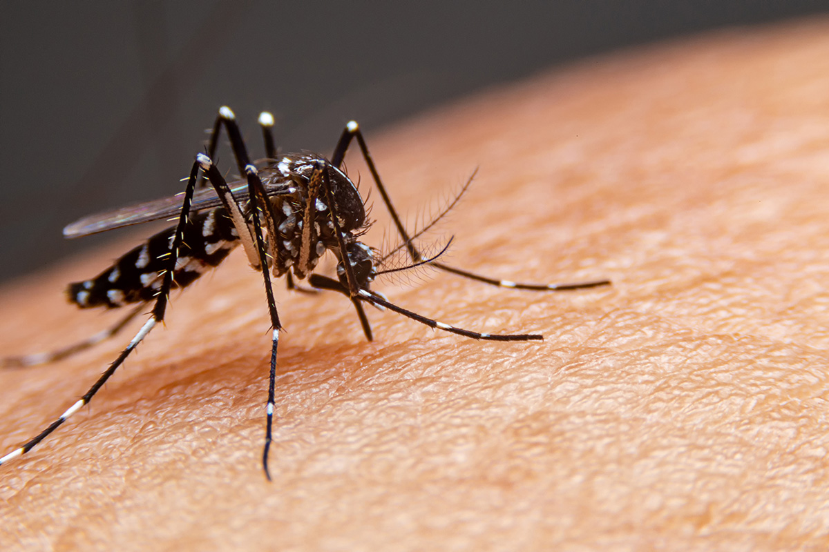 Florence, AL - Mosquitoes: The World’s Deadliest Animal - Pest Control News