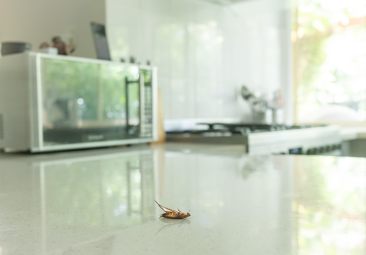 Florence, AL - Cockroach-Proofing Your Kitchen: Essential Tips for Food Safety