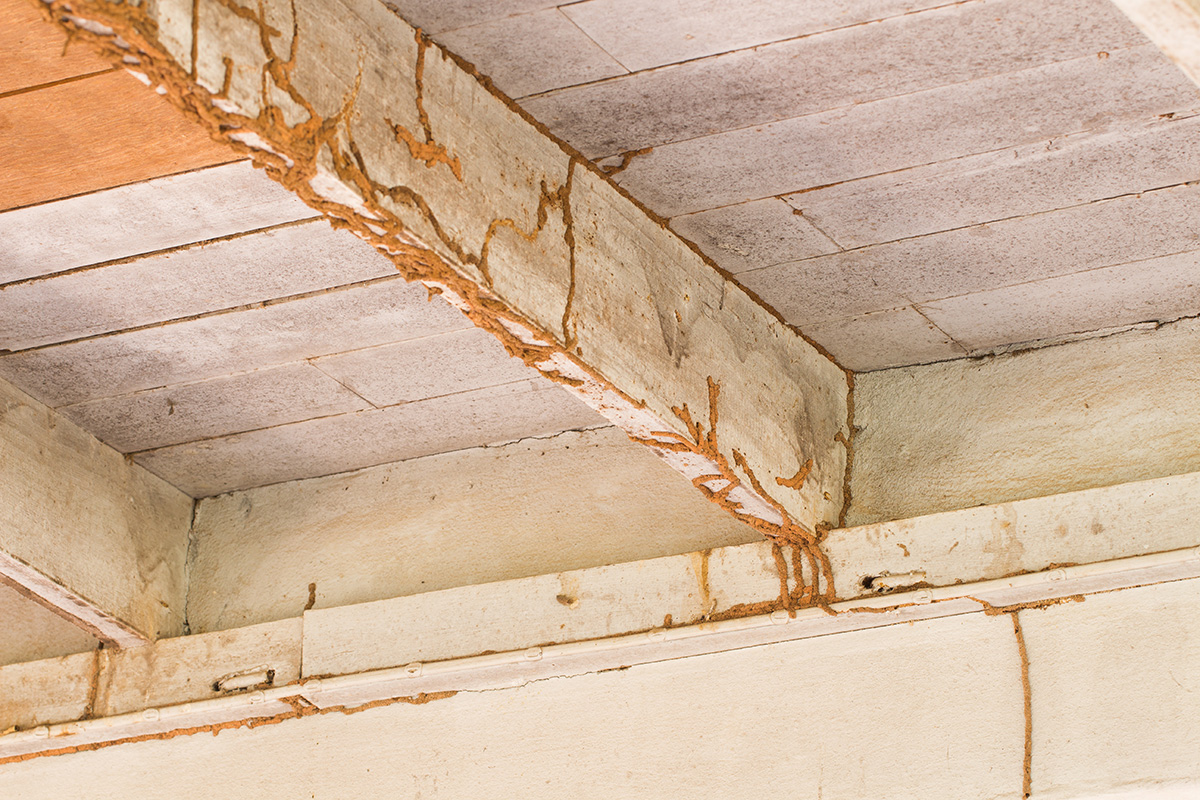Termite Activity