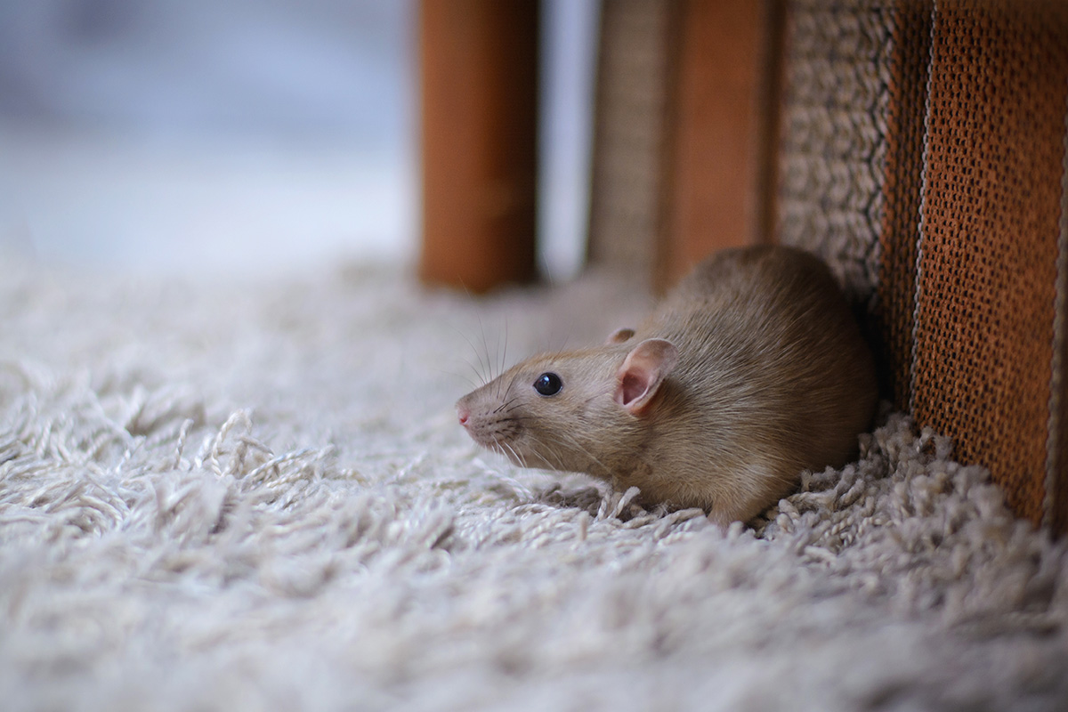The Dangers of Rodents