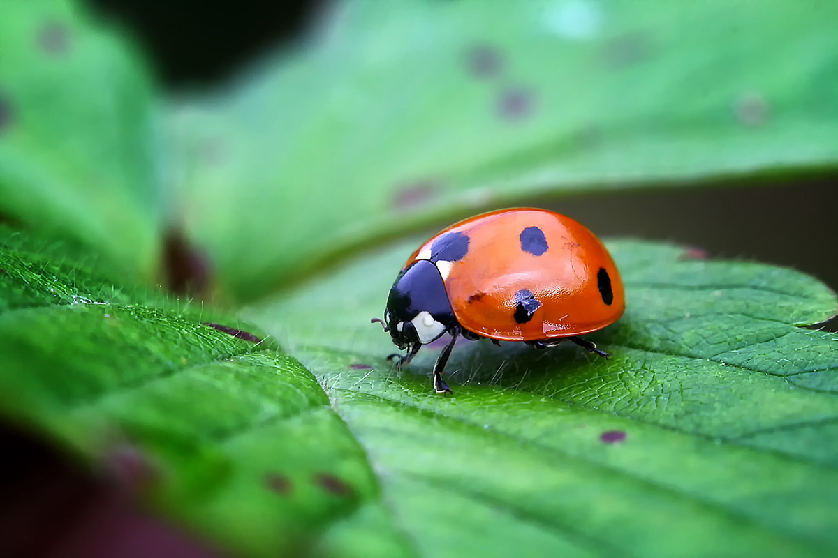 Weather and Pests