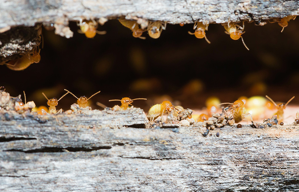 Termite Control