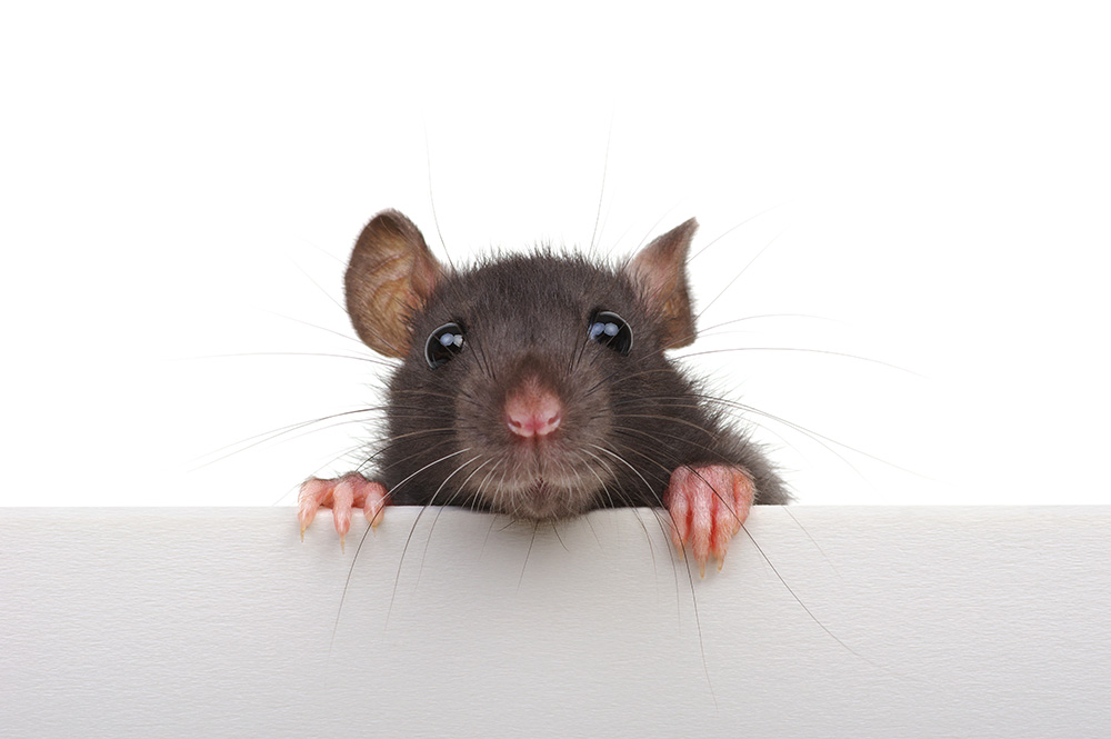 Rodent Hiding Places