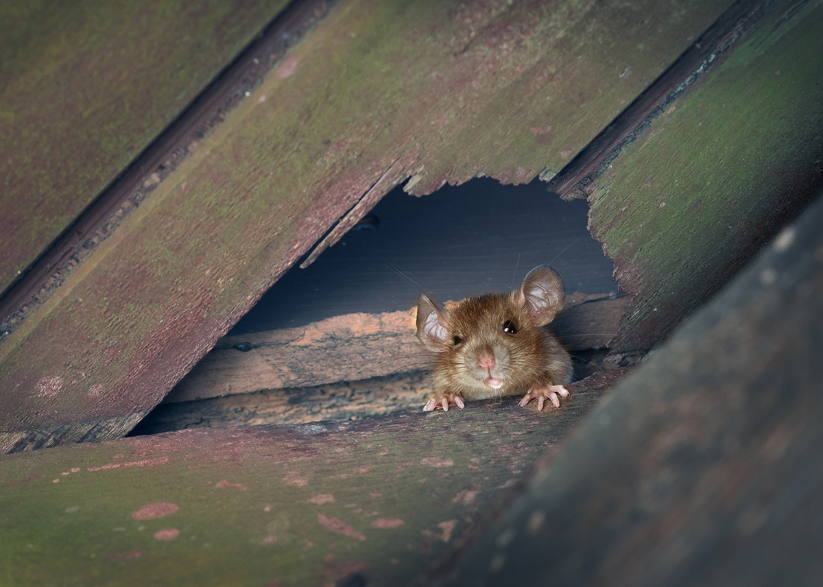 rodent infestations