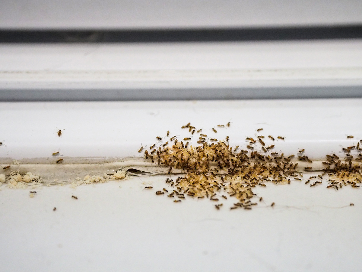 Ant Infestations
