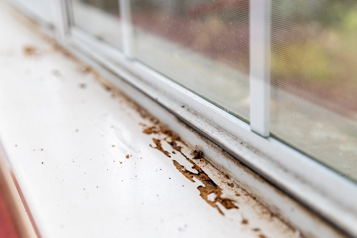 termite damage