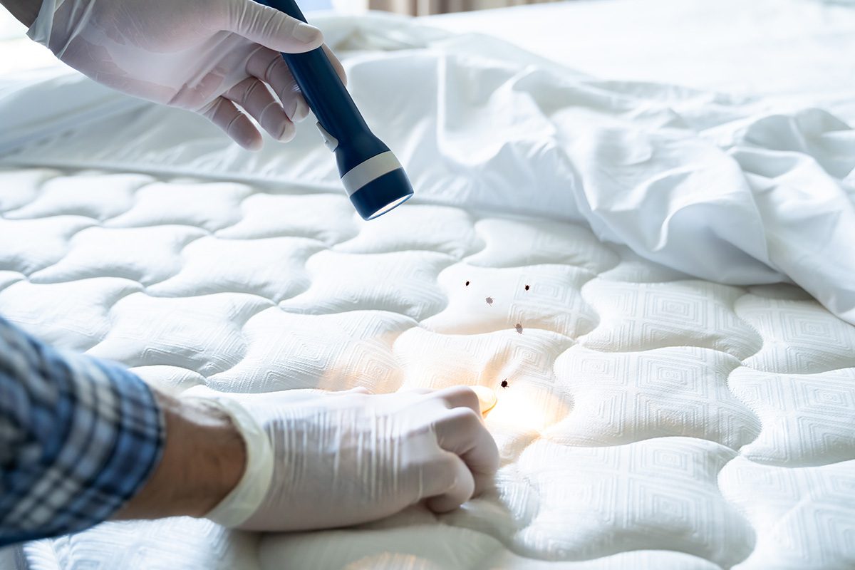 Signs of Bed Bugs