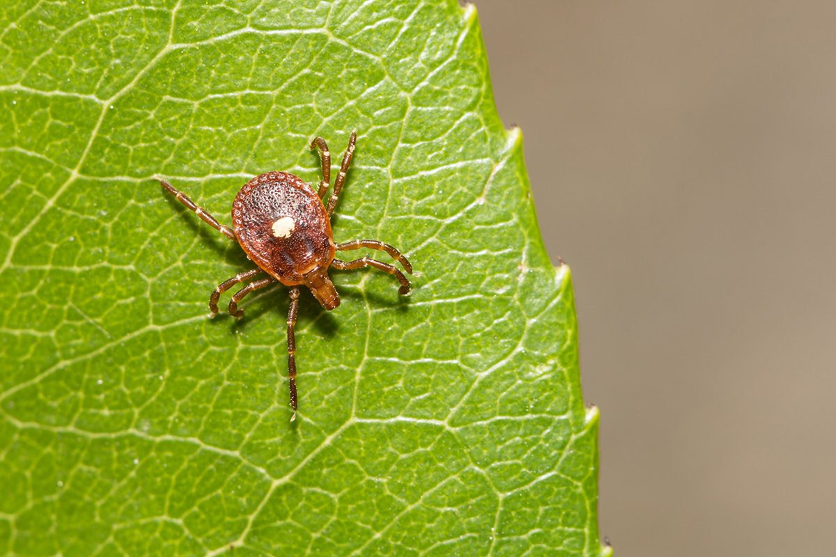 Dangers of Ticks