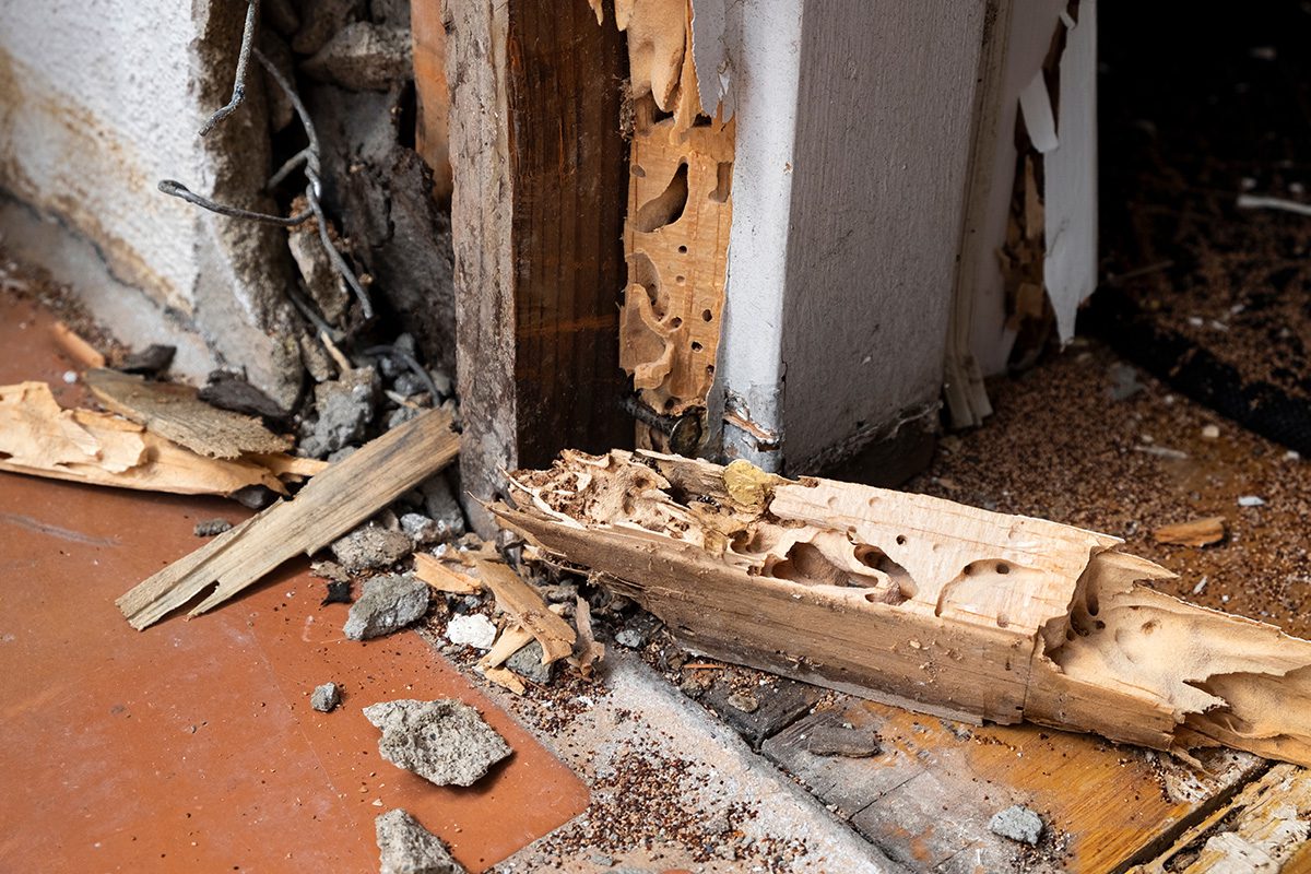 Termite Control in Alabama