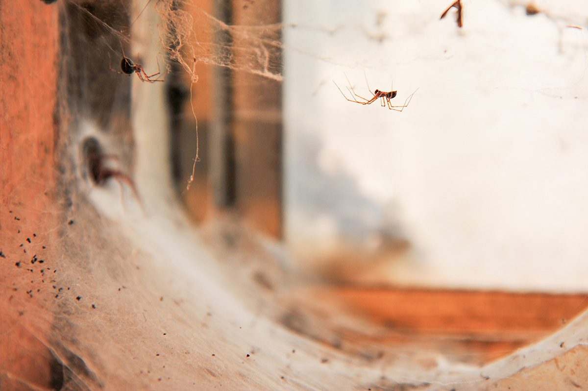 common causes of pests
