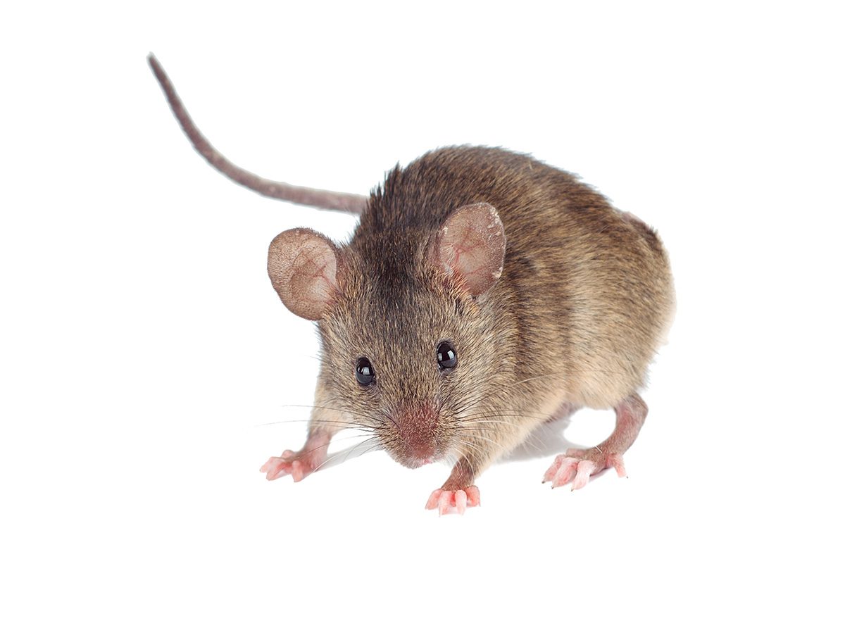 mice prevention