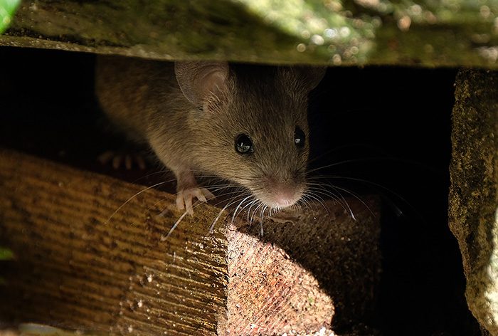 rodent pest control