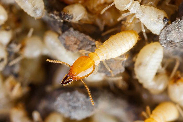 termites