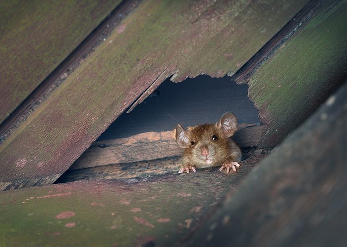 Winter Pest Control
