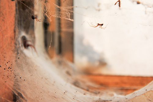 spider infestation