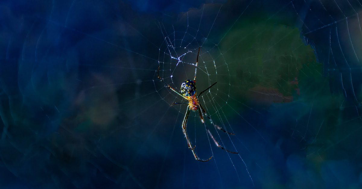 spider facts