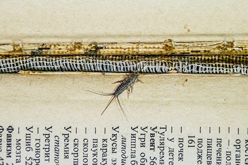 how to get rid of silverfish