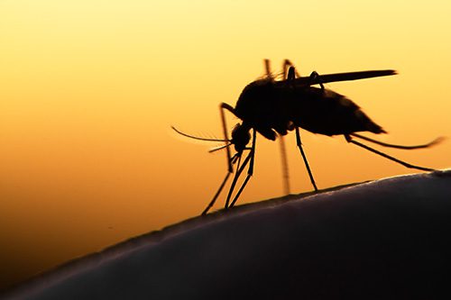 Mosquitoes Attracted to Light
