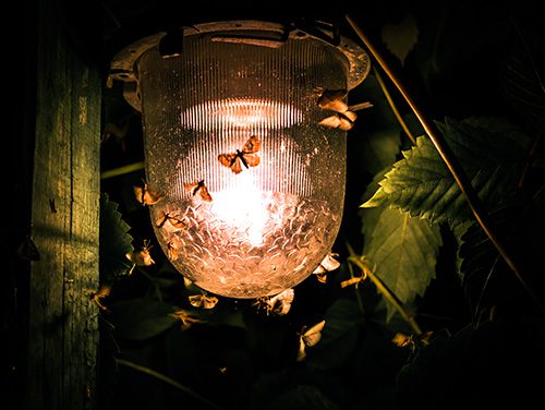 do moths bite