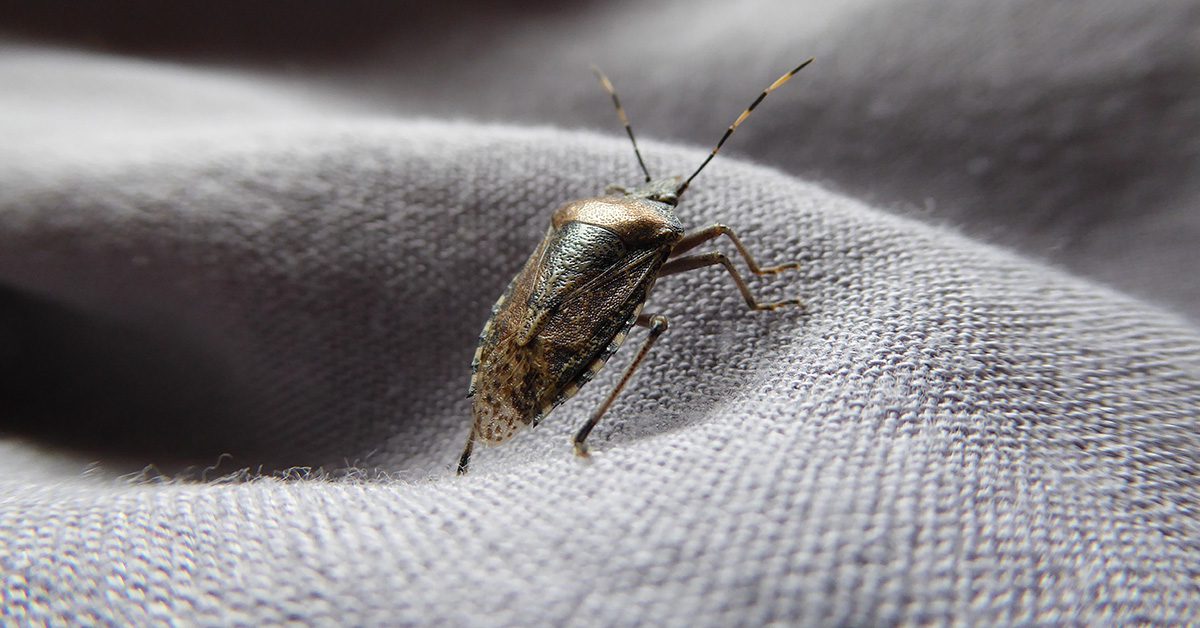 how to keep stink bugs out