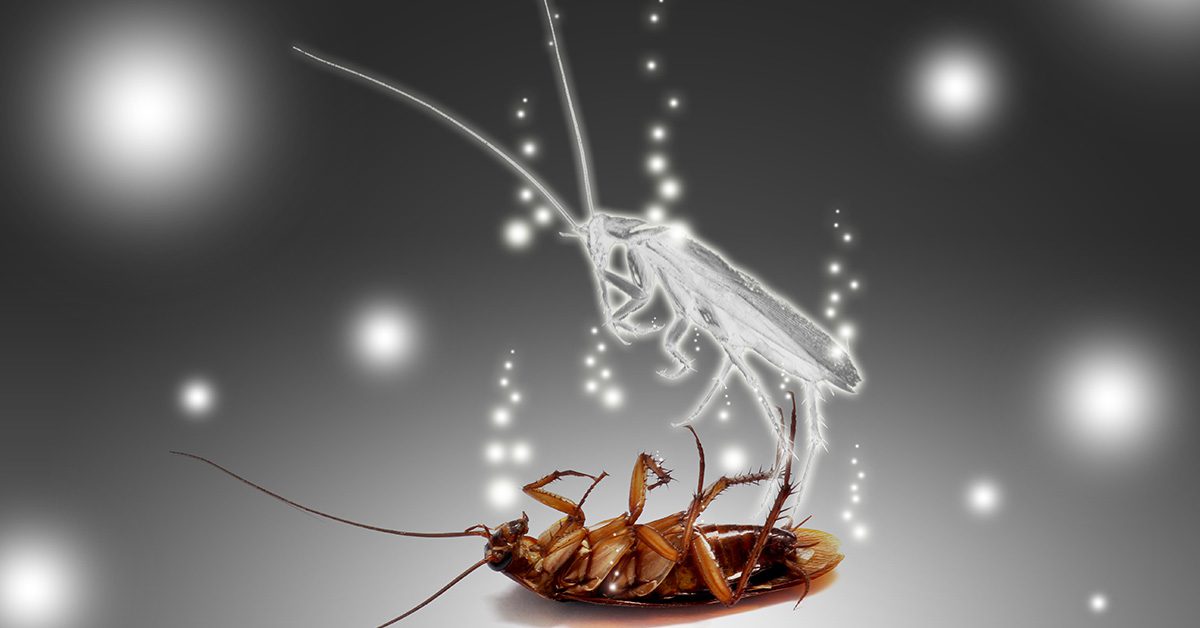 How to Keep Cockroaches Away