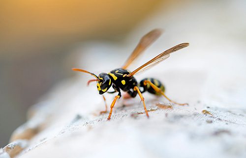 Yellow Jacket Sting Treatment