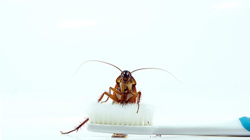 cockroach pest control