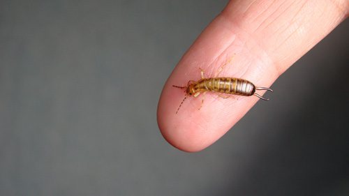 pest control earwigs
