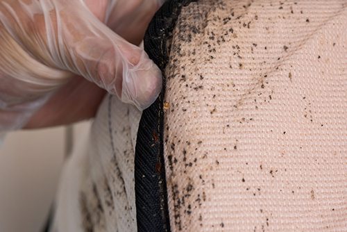 bed bug treatment
