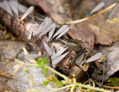 Termite Swarmers