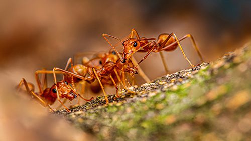 fire ant bites