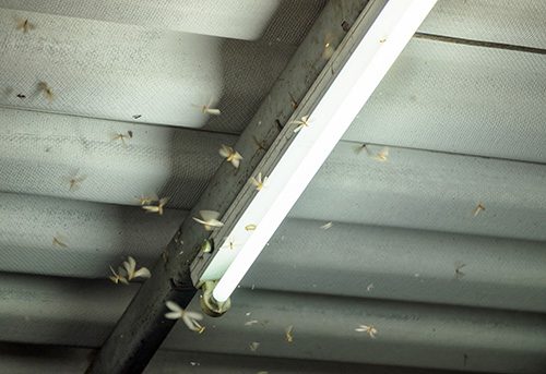 termite swarms