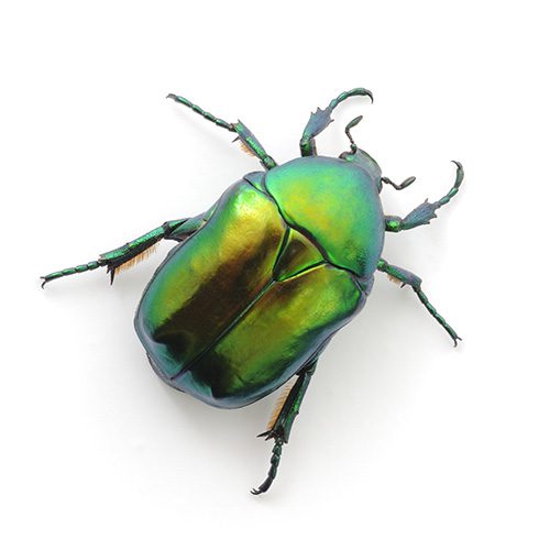 Bugs that bring luck
