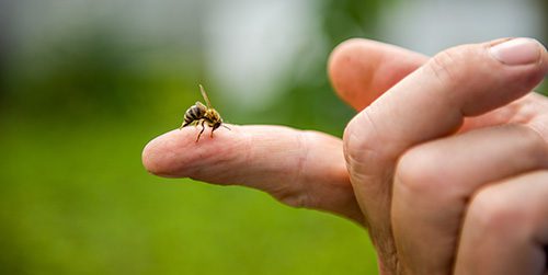 treat a bee sting