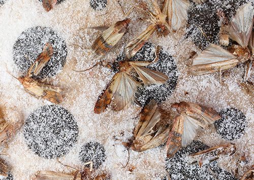 moth pest control