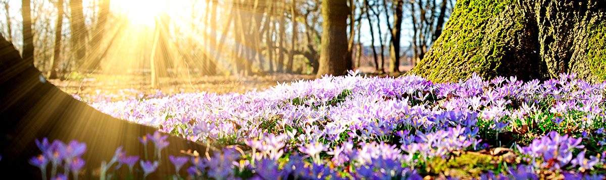 best time of year for pest control