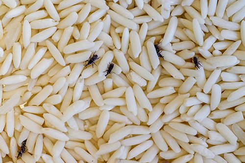 whats attracting pantry pests