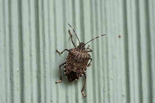 stink bug control