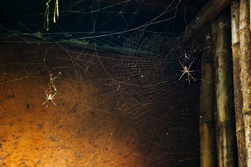 fall pest prevention