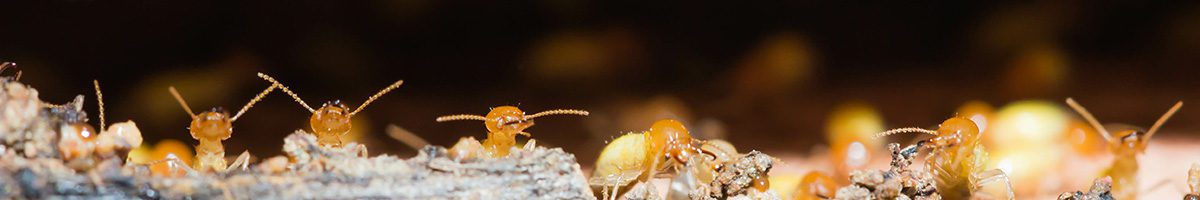 termites