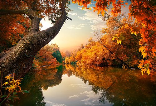 common fall pests