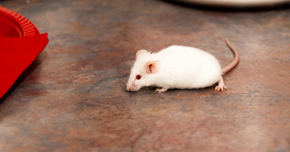 Muscle Shoals, AL - How Crawlspace Moisture Leads to Pest Infestations
