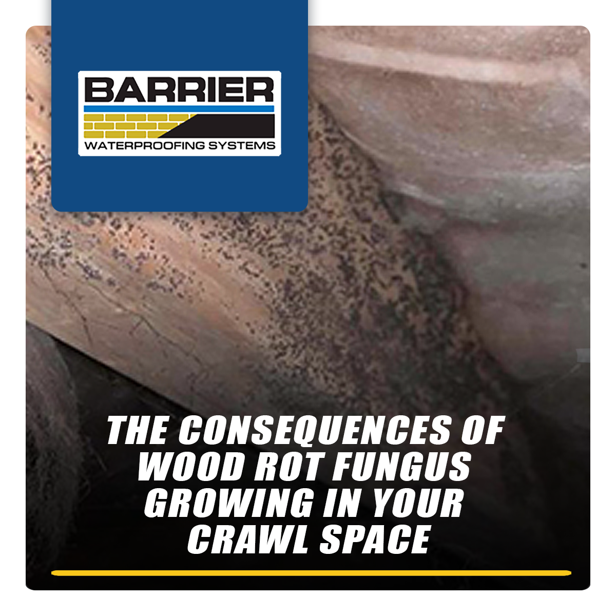 The-Consequences-of-Wood-Rot-Fungus-Growing-In-Your-Crawl-Space