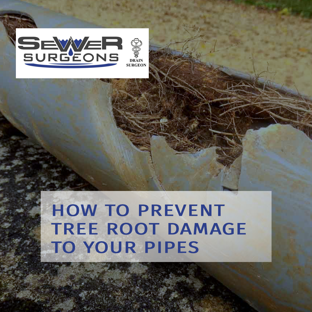Install a Root Barrier to Prevent Pipe Damage - Sewer Surgeons